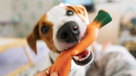 Photo of a dog chewing his carrot toy.