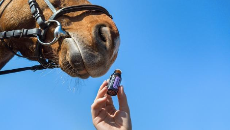 Picture of a horse nose and a hand holding an essential oil.