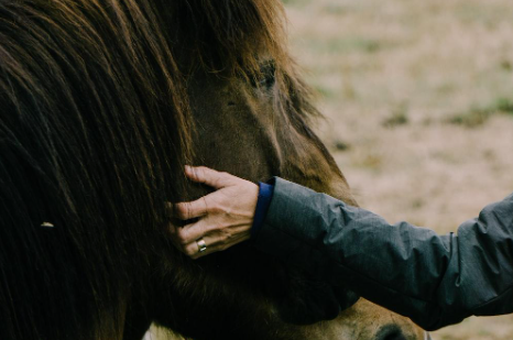 A picture of a horse head and a woman's hand petting the horse.