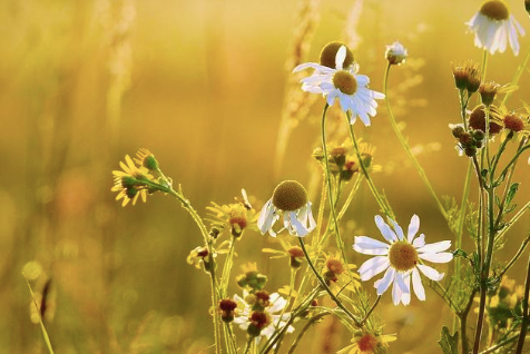 A picture of a chamomile field.