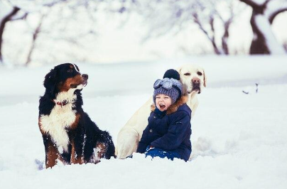 Two dogs and a little boy playing in the snow.