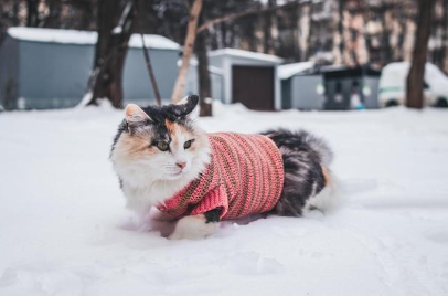 A cat lying in the snow wearing cold clothes.