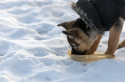 A dog playing in the snow.