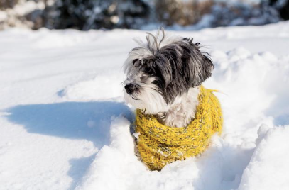 A dog wearing a yellow scarf in the snow.
