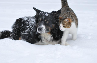 A dog and a cat in the snow.