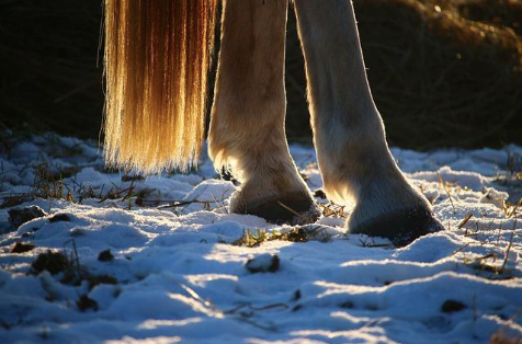 A photo of the horse's feet in the snow.