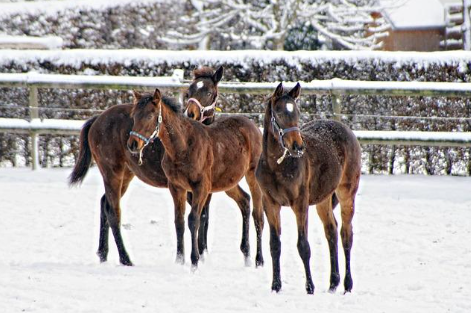 A photo of 3 horses in the snow.