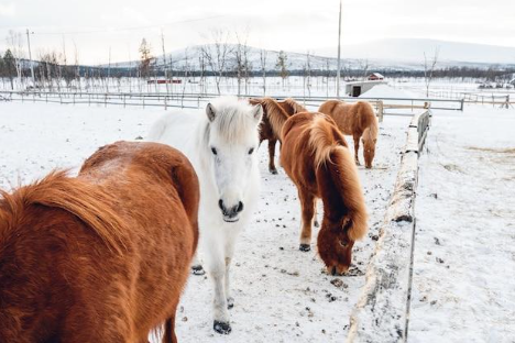 A photo of 5 horses grazing in the snow.
