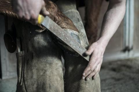 A man taking care of his horse hoof.