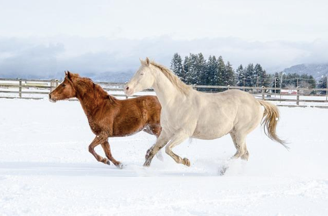 Two horses, one brown and one white running in the snow.