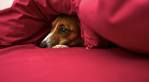 A picture of a dog under the blankets in his bed.