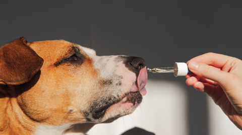 A picture of a dog taking a homeopathic remedy.