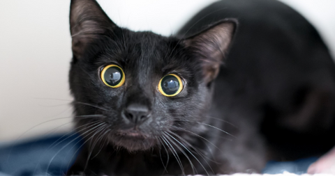 A picture of a gorgeous black cat with his pupil dilated.