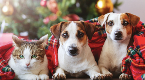 A picture of two dogs and a cat under the blanket, and the background is a Christmas decoration.
