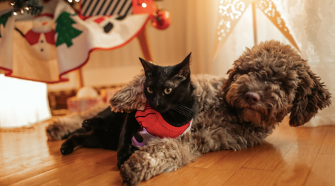 A picture of a dog hugging a cat, and the background is a Christmas decoration.