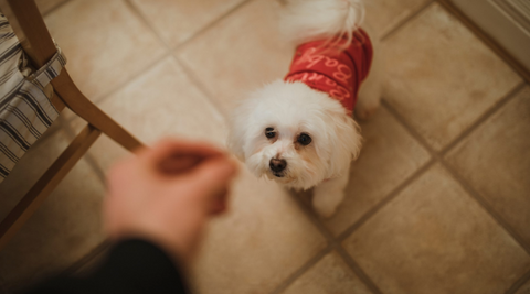 A picture of a dog wearing red clothes, ready to get a treat.