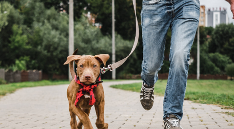 A photo of a dog running with his owner.