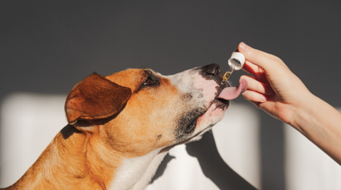 A dog taking a liquid homeopathic remedy.