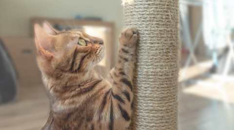 A kitten using his scratching post.