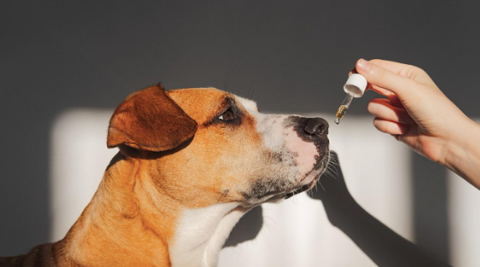 A dog taking a homeopathic liquid remedy.