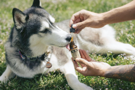 A Husky Siberian is taking a homeopathic remedy.
