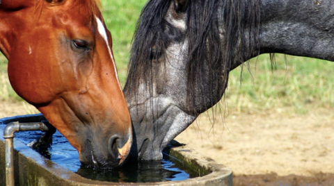 Two horses drinking water.