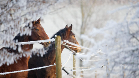 Two horses outside in winter and snow.