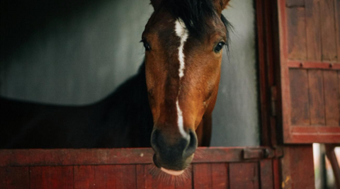 A beautiful picture of a horse in the stable.