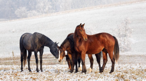 Four horses outside in the winter.