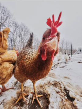 Picture of a chicken outside in the winter.