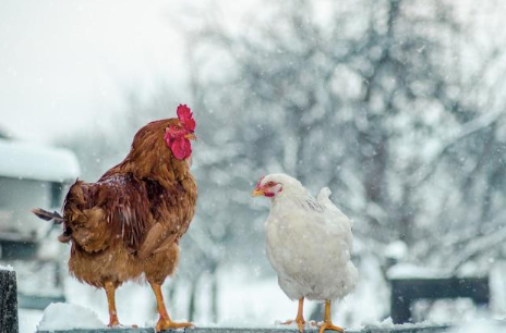Two chickens outside in the snow.