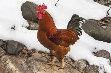 A chicken standing on a rock with snow around it.