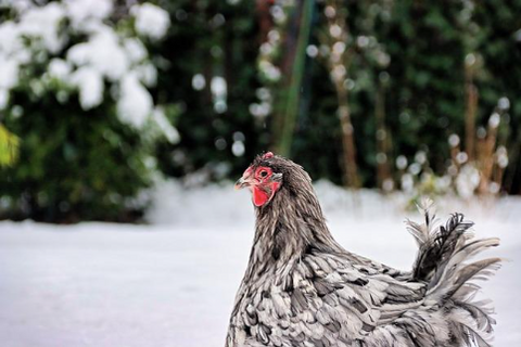 A chicken outside in the winter.