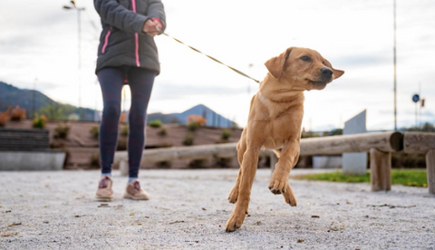 A picture of a woman taking her dog for a walk and training the dog for calm walks.