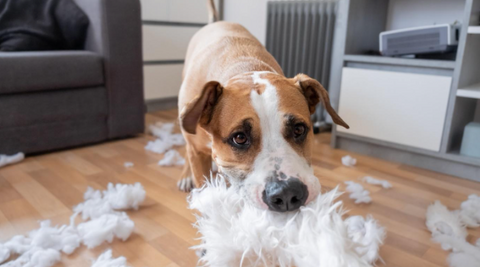 A picture of a dog that destroyed a pillow.