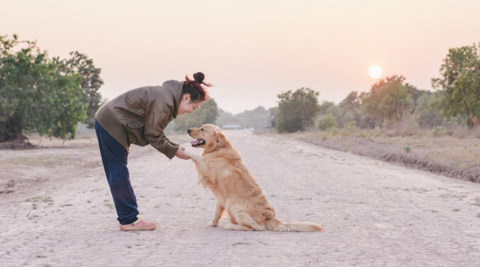 A picture of a dog and its owner outside. The dog is giving his paw to her.