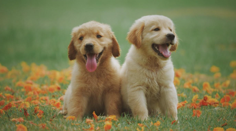 Two puppies in the garden.