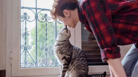 A cat kissing his owner.