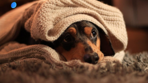 A dog lying down under the blanket.