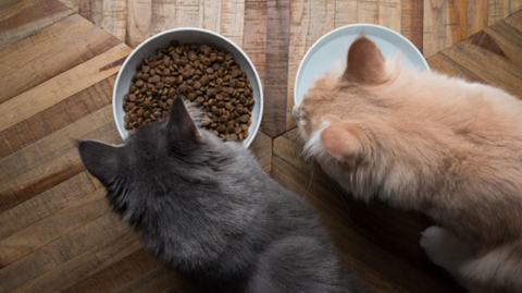 A picture of two cats; one is eating, and the other is drinking water.
