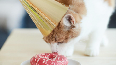 A picture of a cat wearing a birthday hat with his birthday cake.