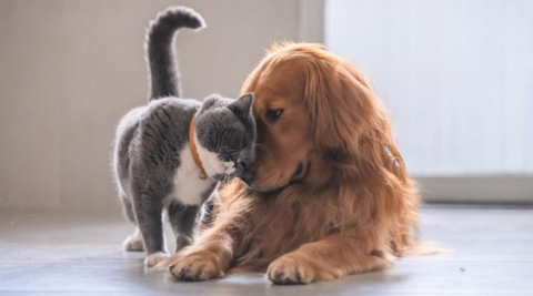 A picture of a cat and a dog getting along.