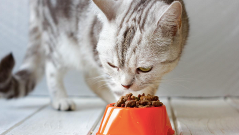 Picture of a cat eating.