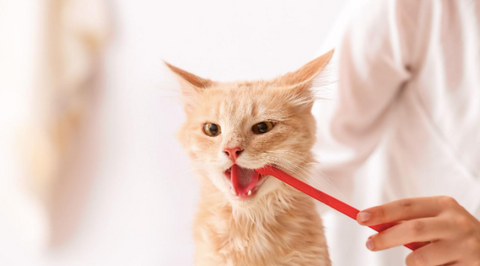 A cat brushing its teeth.