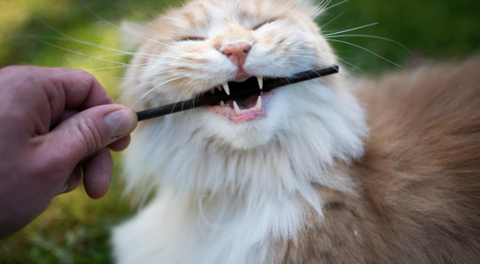 A cat chewing a treat which helps with his oral health.