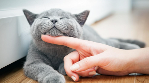 A gray cat receiving chin rubs.