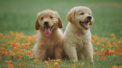 Two puppies outside in the Spring.