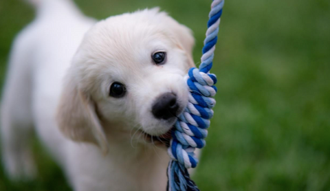 A puppy is playing with a rope. (toy suitable for puppies)