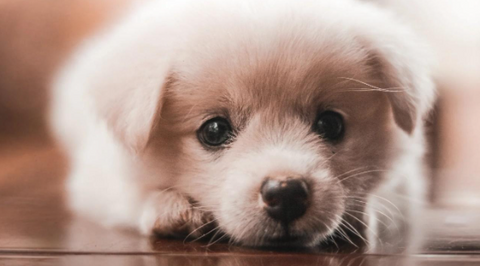 A cute puppy lying on the floor.