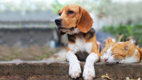 A beagle dog lying next to a cat.
